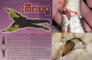 Khmer Magic Pythons Spur Amulet Talisman Pendant LP Waen Kaay