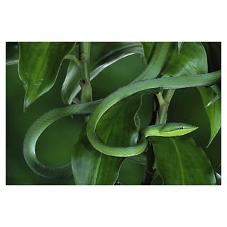 Green Vine Snake (Oxybelis fulgidus) camouflaged a Poster