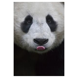 Panda Posters & Prints