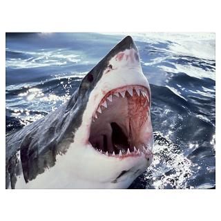Great White Shark (Carcharodon carcharias) Neptune Poster