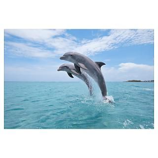 Wall Art  Posters  Common Bottlenose Dolphins