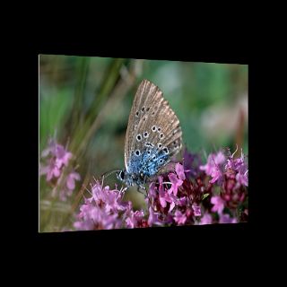 Maculinea Arion Butterfly, Silvakra, Sweden  National Geographic Art