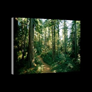 National Geographic Art Store  2011_12_15_3  Long Meadow Sequoia