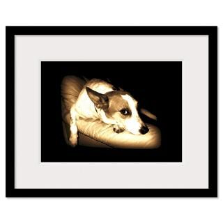 Jack Russell Terrier Framed Prints  Jack Russell Terrier Framed