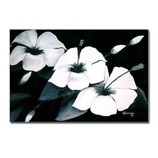 Black & White Hibiscus Postcards (Pkg of 8) for $9.50