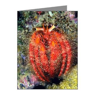 Gifts  Animal Note Cards  Hermit Crab Legs Note Cards (Pk of 10