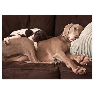 Animal Gifts  Animal Flat Cards  Weimaraner and puppy cuddling 5x7
