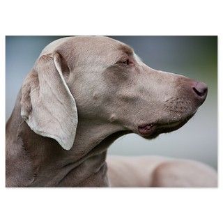 Animal Body Part Gifts  Animal Body Part Flat Cards  Male weimaraner