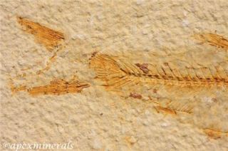 Diplomystus dentatus Fossil Fish From Green River Formation, Wyoming