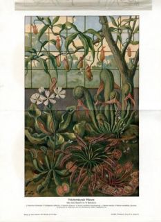 CARNIVOROUS PLANTS INSECT EATER PLANTS Antique Litho Print H.Kraemer