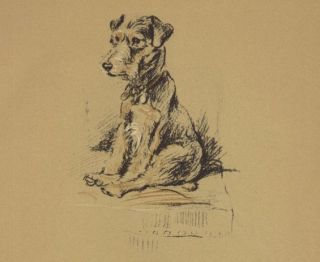 Lakeland Terrier Print   Lucy Dawson   
