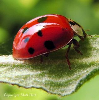 Live Ladybugs Hirts Gardens Approximately 4 500 Super Size