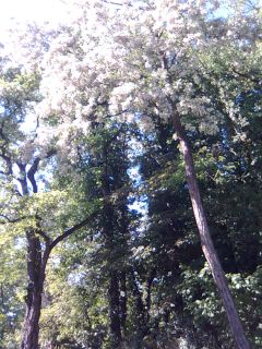 RARE Anatolian White Locust Tree Robinia Pseudoacacia Fresh 50 Seeds