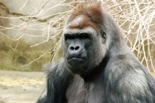 Gorilla Skull Western Lowland Model Replica Primate Ape $200 *Fast