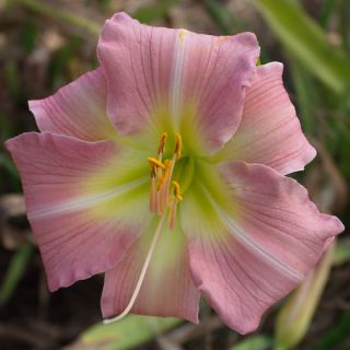 Mae Graham Pink DAYLILY DF Live Plants Perennial Flowers