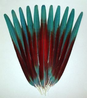 11 Dark Blood Red Greenwing Macaw Tail Feathers Fan Set