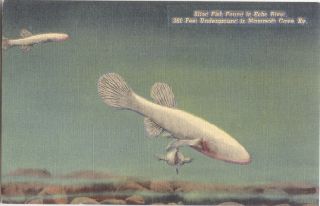 Postcard Blind Fish Echo River Mamoth Cove KY