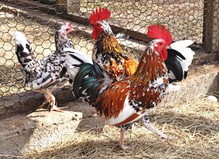 12 Greenfire Farms RARE Mix of Hatching Eggs Ultra RARE
