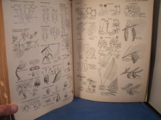 Columbia Encyclopedia 2nd Edition w Illustrations 1956