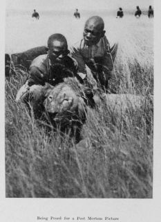 1910 Africa Big Game Hunting Elephant Lion Buffalo Rhino +PHOTOS VERY