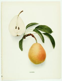 1908 Set of 5 Antique Large Fruit Prints D Peach Plum Cherries Grapes