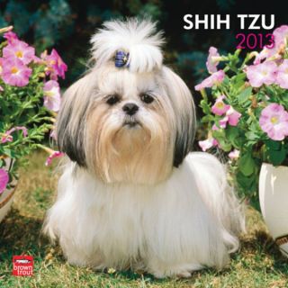 BrownTrout 2013 Shih Tzu Wall Calendar   Gifts for Dog Lovers   Dog