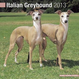 Kalender 2013 Italienisches Windspiel Italian Greyhound