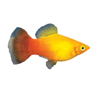 Tropical Fish for Sale   Colorful Live Tropical Fish