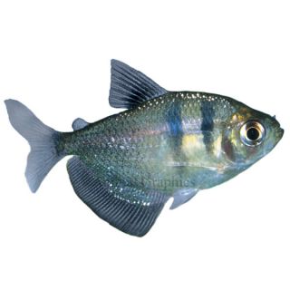Tropical Fish for Sale   Colorful Live Tropical Fish
