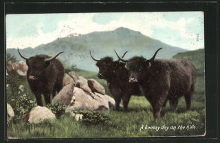 alte AK haarige Rinder auf einer Wiese 1913