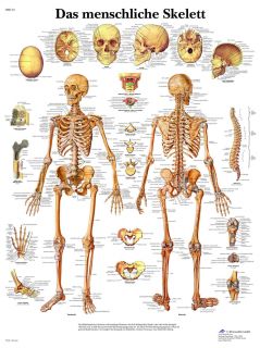 Das menschliche SKELETT Lehrtafel Anatomie 50 x 67 cm