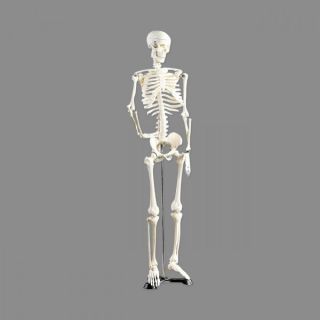 85 cm großes menschliches Modell Skelett Anatomie