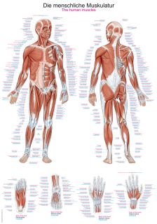 Anatomische Lehrtafel Die menschliche Muskulatur, neueste