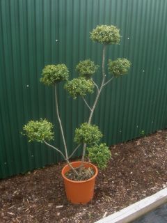 Ilex crenata Kinme PonPon, Gartenbonsai, 148cm / Nr. 7