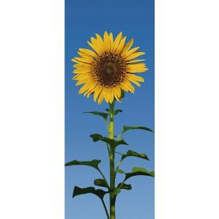 Tapeten   Fototapeten Sunflower (in 86 cm x 200 cm) Sport
