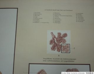 Lehrmittel Schautafel Rollbild Die Atmungsorgane wall chart breathing