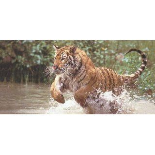 GEO Postkarte 129 Schwimm Katzen: Bürobedarf