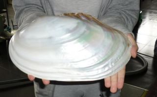 HUGE GREAT PERLE CLAM SEASHELL 270mm10.50Inches WOW TOP