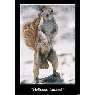 Fun   Hello Ladies   Poster Eichhörnchen mit dicken   Grösse 61x91