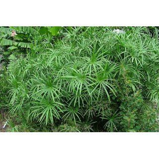 syn. Cyperus involucratus)   250 Samen Garten