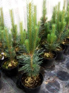 Pinus sylvestris Fastigiata, blaue Säulenkiefer, 60 70cm