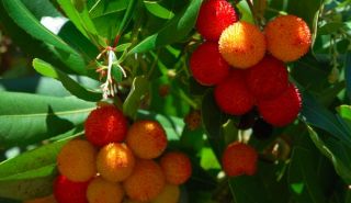 Das Unikum, Erdbeerfrüchte am Baum   Erdbeerbaum #420
