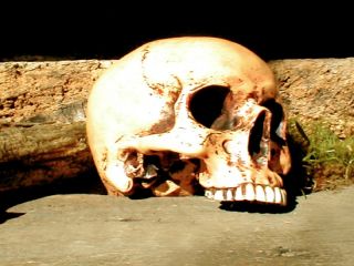 Schädel, anatomisch, Totenkopf, täuschend echtes Objekt