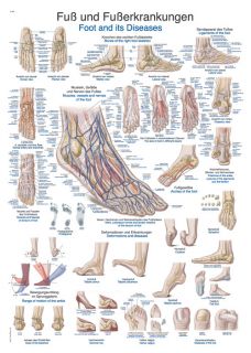 Anatomische Lehrtafel Fuß und Fußerkrankungen, 50x70cm, neueste