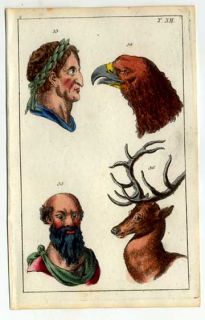 Physiognomie Physiognomik   Tier u. Mensch kol.Kupferstich 1800