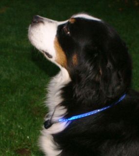 Wolters LED Leuchthalsband 4Gr. Hundehalsband Halsband