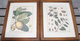 colourierte Kupferstiche Pflanzenmotive Floral original Gerahmt