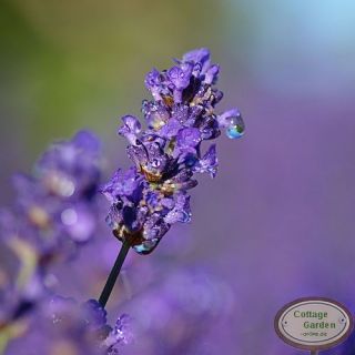 Lavendel Hidcote Blue ~ tiefvioletter Duft Schatz 