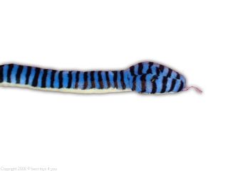 Schlange Klapperschlange blau mit Rassel 137 cm