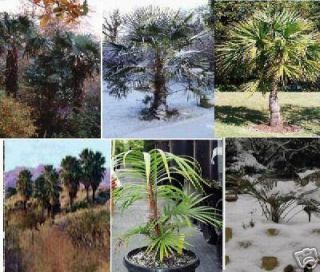 winterharte Palmen   6 Sorten   Bäume des Klimawandels